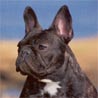 Französische Bulldogge, Bouledogue Francais