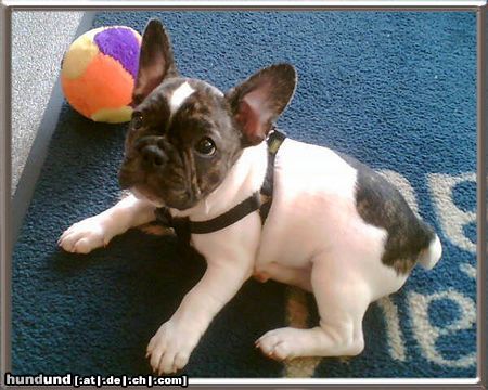 Französische Bulldogge Hunde Foto 22781 Französische Bulldogge Der kleine Mann Bruno