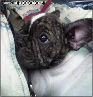 Französische Bulldogge Hunde Foto 22030 Französische Bulldogge Im neuen Arm liegen