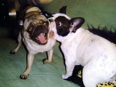 Französische Bulldogge Hunde Foto 30825 Französische Bulldogge Ich will Dir fressen!!!