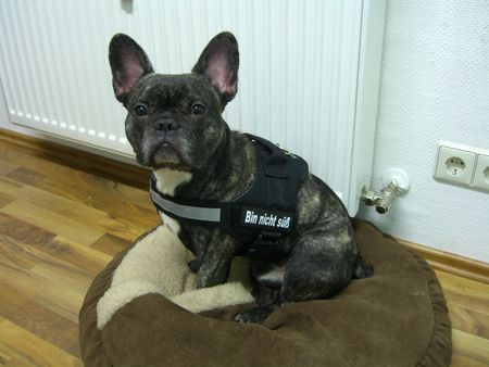 Französische Bulldogge Hunde Foto 43306 Französische Bulldogge Sam mit seinem neuen K9-Geschirr