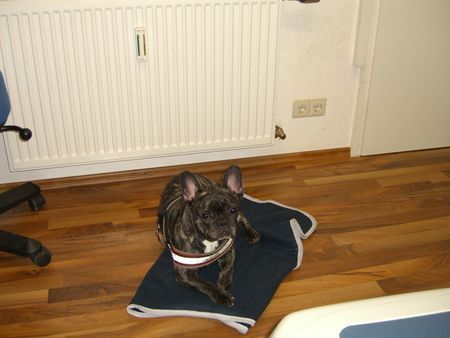 Französische Bulldogge Hunde Foto 43293 Französische Bulldogge mein Platz an der Heizung