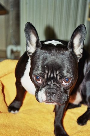 Französische Bulldogge Hunde Foto 43971 Französische Bulldogge hab mich lieb