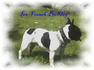 Französische Bulldogge Hunde Foto 32930 in höherer Auflösung ansehen Französische Bulldogge Ira Frenchbulldog
