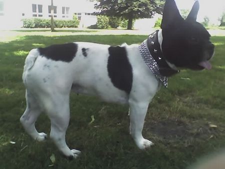 Französische Bulldogge Hunde Foto 32524 in höherer Auflösung ansehen Französische Bulldogge Ira