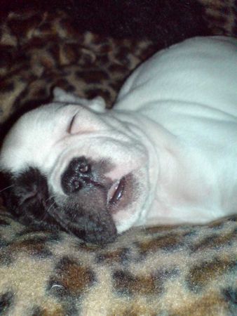 Französische Bulldogge Hunde Foto 35786 in höherer Auflösung ansehen Französische Bulldogge Kung Fu ist K.O.