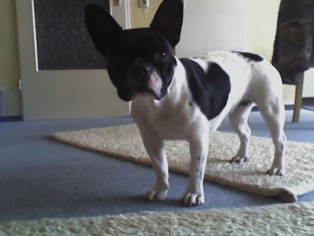 Französische Bulldogge was guckst du?
