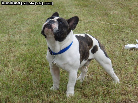 Französische Bulldogge Hunde Foto 44991 in höherer Auflösung ansehen Französische Bulldogge Fortunato