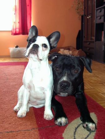 Französische Bulldogge Hunde Foto 31528 Französische Bulldogge Boncuk&Chief