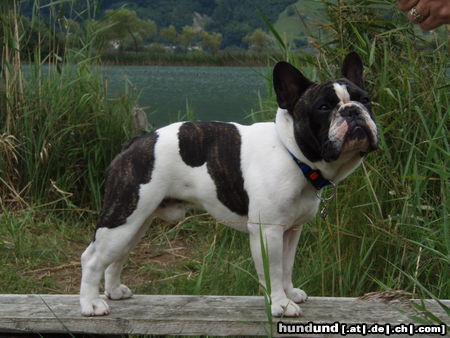 Französische Bulldogge Hunde Foto 44992 in höherer Auflösung ansehen Französische Bulldogge Fortunato am See