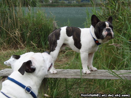 Französische Bulldogge Hunde Foto 44993 in höherer Auflösung ansehen Französische Bulldogge Unser Deckrüde Fortunato mit seiner Freundin Bonita