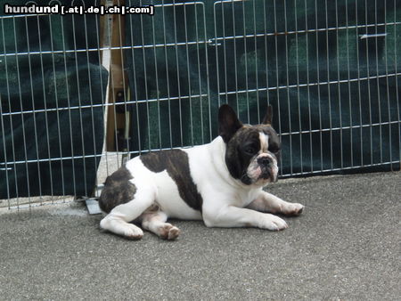 Französische Bulldogge Hunde Foto 44995 in höherer Auflösung ansehen Französische Bulldogge Ist das heiss in der Garageneinfahrt