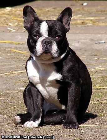 Französische Bulldogge Hunde Foto 23977 in höherer Auflösung ansehen Französische Bulldogge