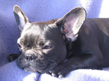 Französische Bulldogge Hunde Foto 32787 Französische Bulldogge Phoebe