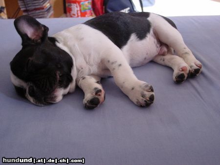 Französische Bulldogge