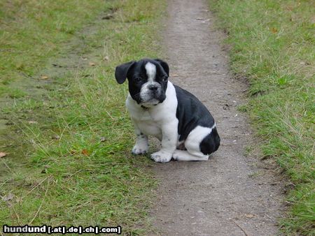 Französische Bulldogge Hunde Foto 3164 Französische Bulldogge Gestatten, mein Name ist Hermann !