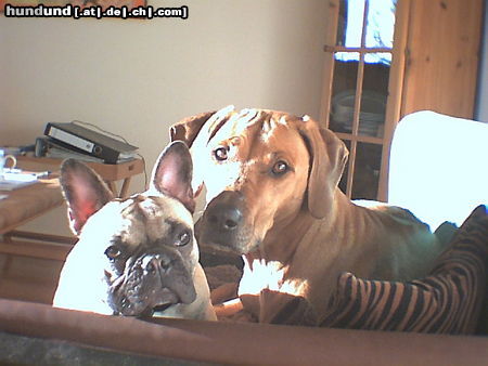 Französische Bulldogge