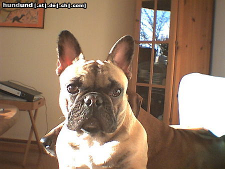 Französische Bulldogge Alle meine Hunde