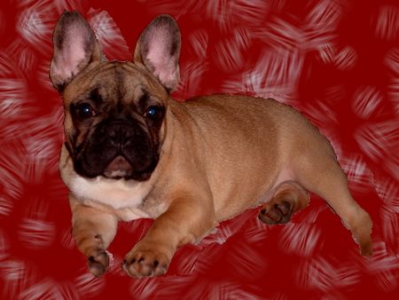 Französische Bulldogge Hunde Foto 2470 Französische Bulldogge Cosmo 4 mounths