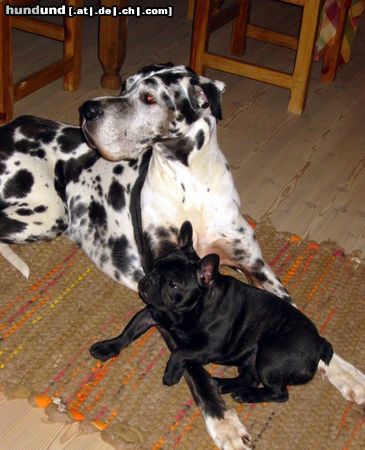 Französische Bulldogge Prosit 2004