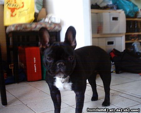Französische Bulldogge Hunde Foto 11041 Französische Bulldogge LADY