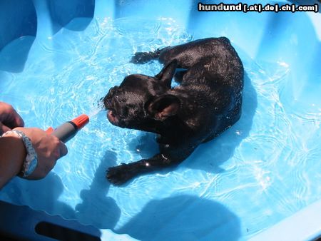 Französische Bulldogge Fibi beim Baden