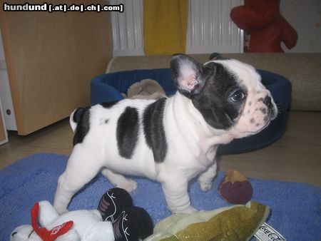 Französische Bulldogge Hunde Foto 16262 in höherer Auflösung ansehen Französische Bulldogge das ist mein hund sancho !!!!! meine kleine kuh