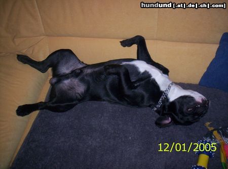 Französische Bulldogge Hunde Foto 21127 in höherer Auflösung ansehen Französische Bulldogge unser Hund Spike