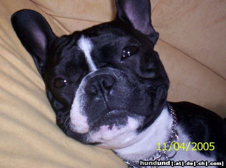 Französische Bulldogge Hunde Foto 21970 in höherer Auflösung ansehen Französische Bulldogge Was stelle ich als nächstes an?