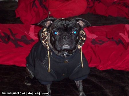 Französische Bulldogge Mein Bullmopsmädel Churley