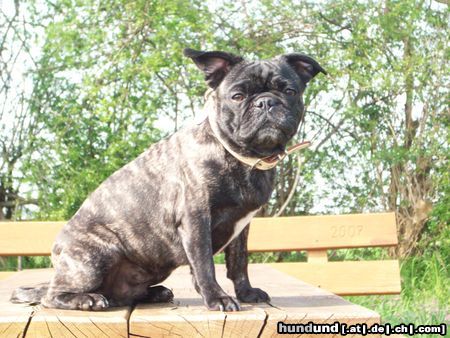 Französische Bulldogge Hunde Foto 44145 in höherer Auflösung ansehen Französische Bulldogge Mein Bullmopsmädchen Churley