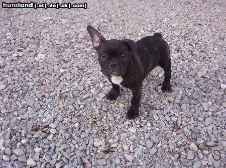 Französische Bulldogge Chico 3 Monate alt