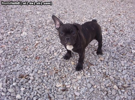 Französische Bulldogge Hunde Foto 20802 in höherer Auflösung ansehen Französische Bulldogge Chico 3 Monate alt