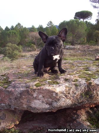 Französische Bulldogge Chico 6 Monate alt