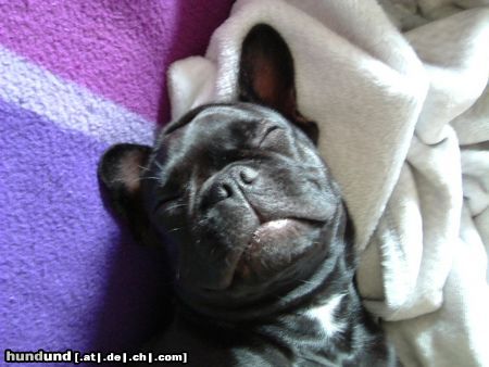 Französische Bulldogge Hunde Foto 11900 Französische Bulldogge Belinda schläft