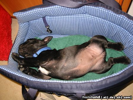 Französische Bulldogge Fibi 8 Wochen mit in der Arbeit