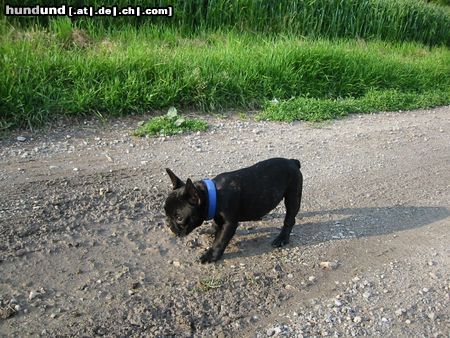 Französische Bulldogge Hunde Foto 16513 in höherer Auflösung ansehen Französische Bulldogge Fibi in der Gatschlacke - 9 Wochen