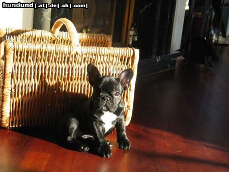 Französische Bulldogge Hunde Foto 23925 in höherer Auflösung ansehen Französische Bulldogge Das ist die kleine Lisa
