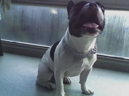 Französische Bulldogge Hunde Foto 33567 in höherer Auflösung ansehen Französische Bulldogge Ira Frenchbulldog