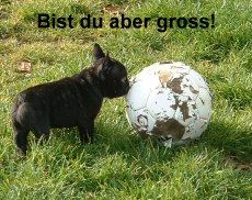 Französische Bulldogge Hunde Foto 1292 Französische Bulldogge Dam-Dam of Bullyhouse