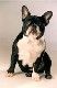 Französische Bulldogge Hunde Foto 36548 in höherer Auflösung ansehen Französische Bulldogge