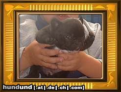 Französische Bulldogge Hunde Foto 3522 Französische Bulldogge Haaaaalllloooo