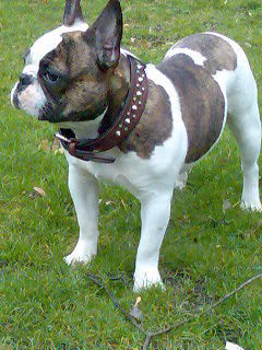 Französische Bulldogge Hunde Foto 41579 in höherer Auflösung ansehen Französische Bulldogge Deckrüde bobi-baxter-vom-alsterufer