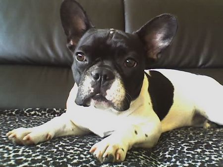 Französische Bulldogge ira