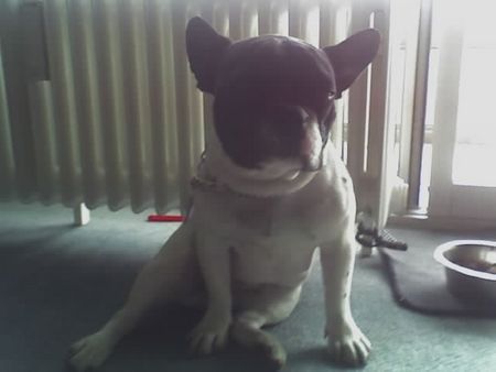 Französische Bulldogge gr -power