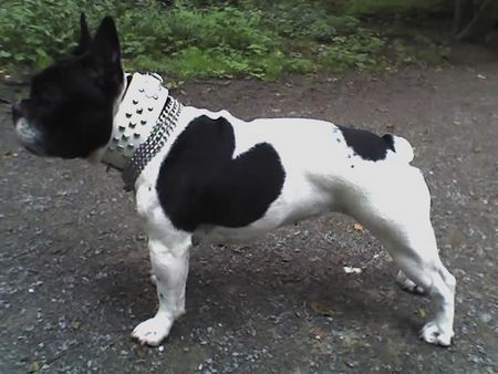 Französische Bulldogge Hunde Foto 33566 in höherer Auflösung ansehen Französische Bulldogge Ira Frenchbulldog
