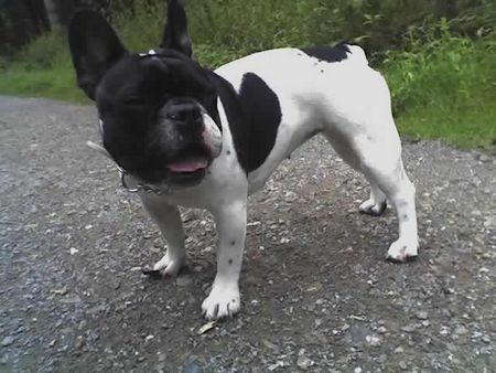 Französische Bulldogge Hunde Foto 33568 in höherer Auflösung ansehen Französische Bulldogge Ira Frenchbulldog