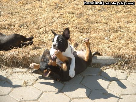 Französische Bulldogge Hunde Foto 19745 in höherer Auflösung ansehen Französische Bulldogge Der Welpenkampf
