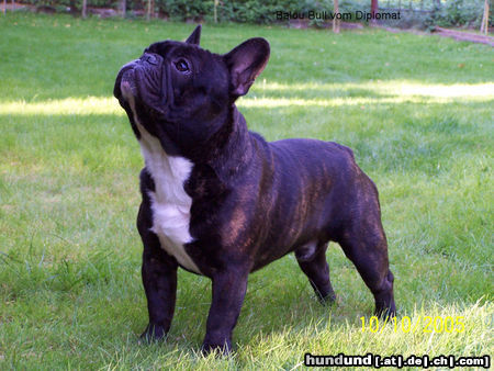 Französische Bulldogge