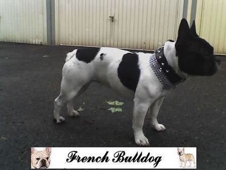 Französische Bulldogge Hunde Foto 32932 in höherer Auflösung ansehen Französische Bulldogge Ira Frenchbulldog